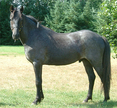 horse pictures to colour in. horse and the colour of a